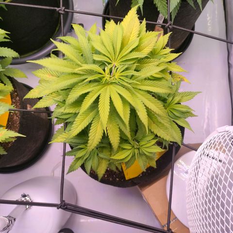 Amnesia Haze #2 growlog photo: Starker Magnesiummangel