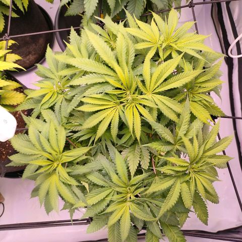 Amnesia Haze #3 growlog photo: Magnesiummangel 