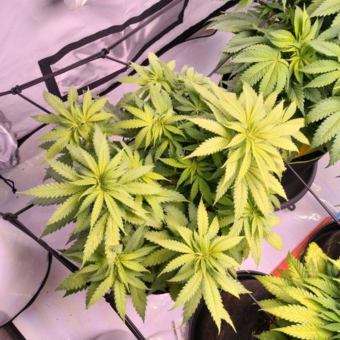 Amnesia Haze #1 growlog photo: Magnesiummangel