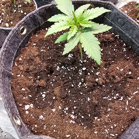 White Widow growlog timeline photo