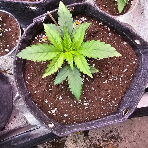 White Widow growlog timeline photo
