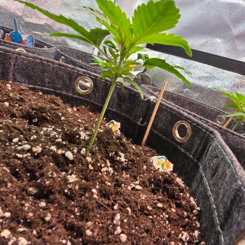 White Widow growlog timeline photo