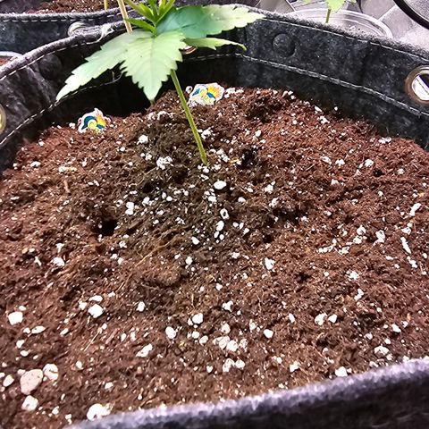 White Widow growlog timeline photo