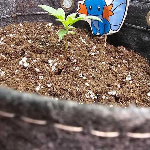 BUBBA KUSH X GELATO growlog timeline photo