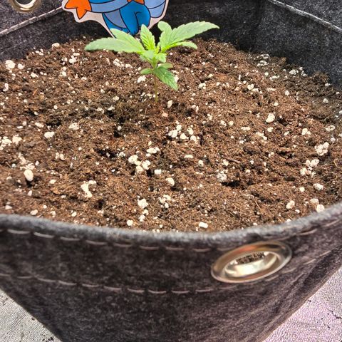 BUBBA KUSH X GELATO growlog timeline photo