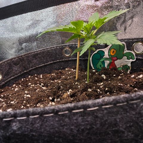 Gorilla growlog timeline photo