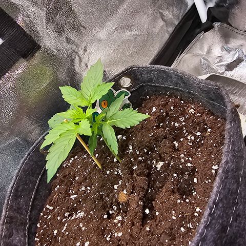 Gorilla growlog timeline photo