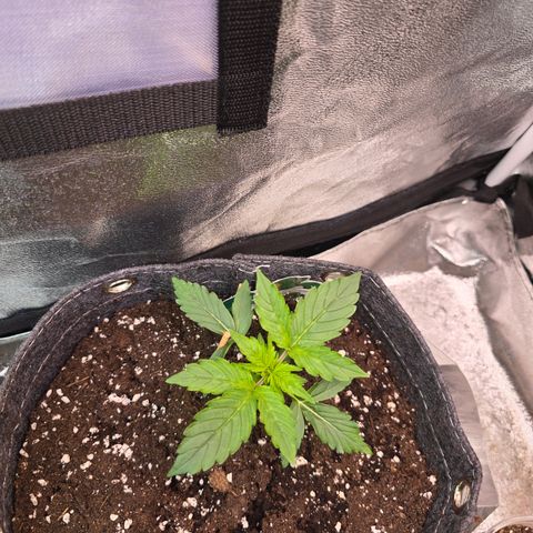 Gorilla growlog timeline photo