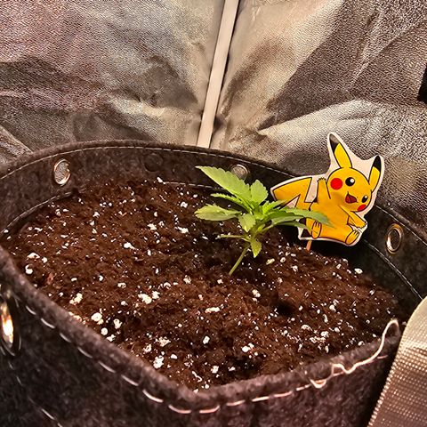 Vanille Gelato growlog timeline photo