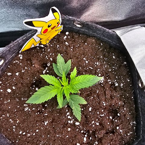 Vanille Gelato growlog timeline photo