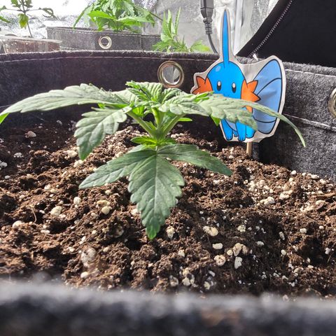 BUBBA KUSH X GELATO growlog timeline photo