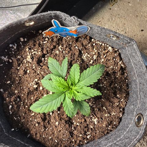BUBBA KUSH X GELATO growlog timeline photo