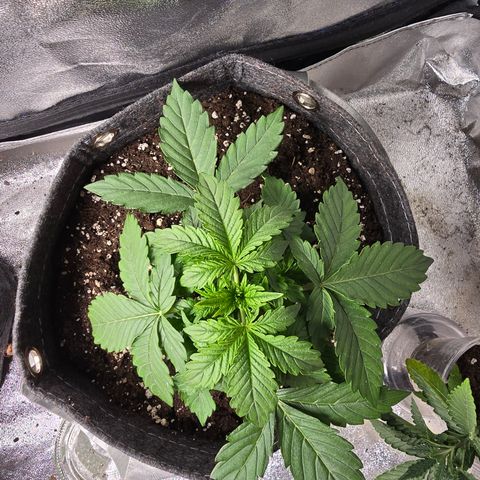 Gorilla growlog timeline photo