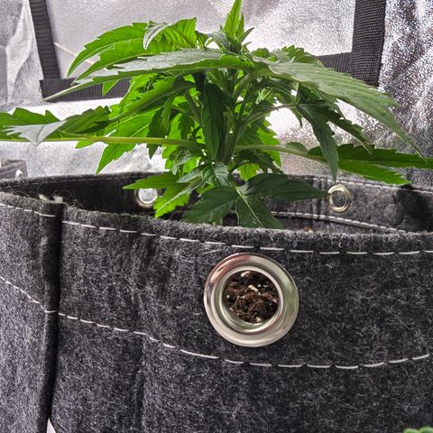 Gorilla growlog timeline photo