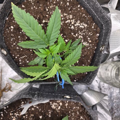 Vanille Gelato growlog timeline photo