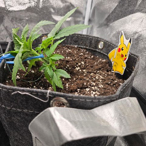 Vanille Gelato growlog timeline photo