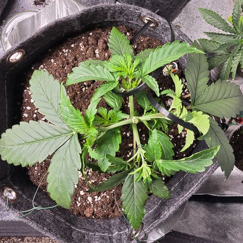 White Widow growlog timeline photo