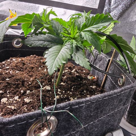 White Widow growlog timeline photo