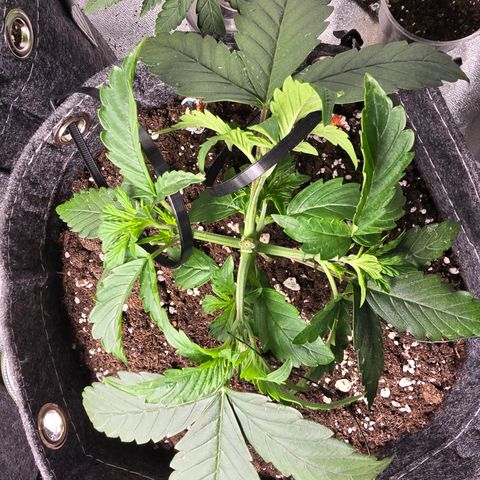 White Widow growlog timeline photo