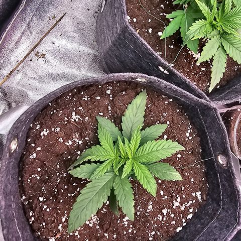 BUBBA KUSH X GELATO growlog photo: Low stress training