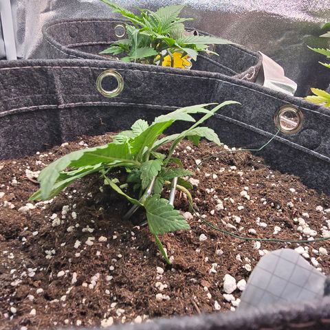 BUBBA KUSH X GELATO growlog photo: Low stress training