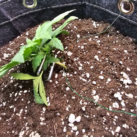 BUBBA KUSH X GELATO growlog photo: Low stress training