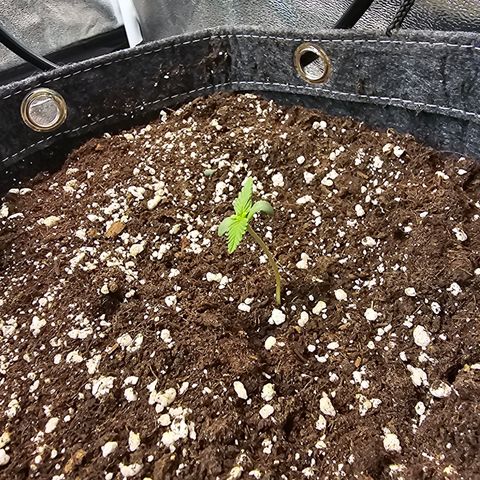 King's Juice X King's Kush Auto growlog timeline photo