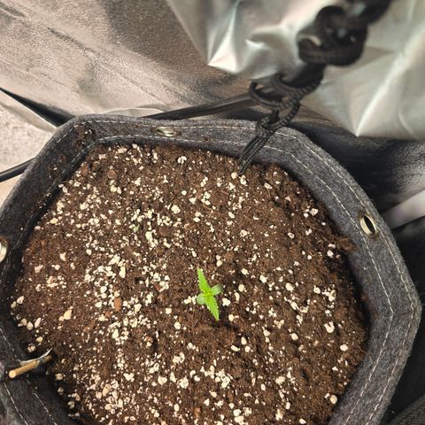 King's Juice X King's Kush Auto growlog timeline photo