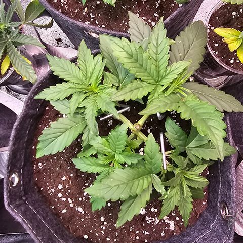 White Widow growlog photo: Topping + low stress training