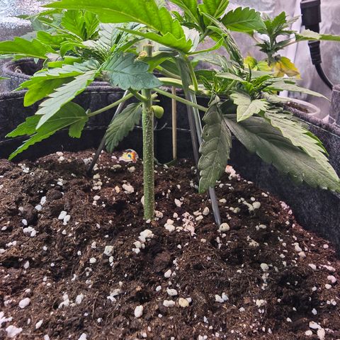 White Widow growlog photo: Topping + low stress training