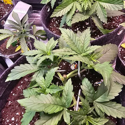 White Widow growlog photo: Topping + low stress training