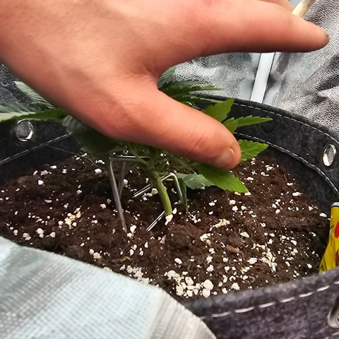 Vanille Gelato growlog timeline photo