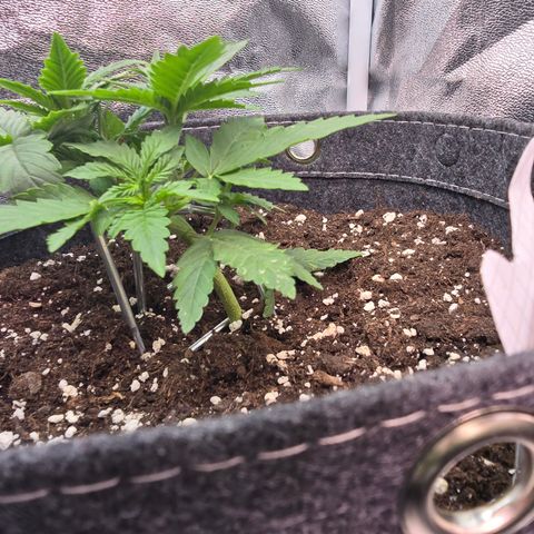Vanille Gelato growlog timeline photo