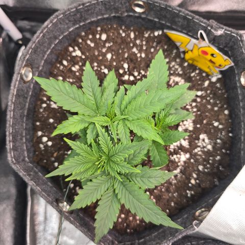 Vanille Gelato growlog timeline photo