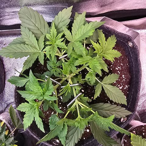 Gorilla growlog photo: Topping+ Low Stress Training
