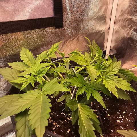Gorilla growlog photo: Topping+ Low Stress Training