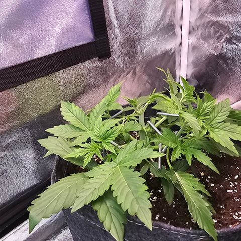 Gorilla growlog photo: Topping+ Low Stress Training