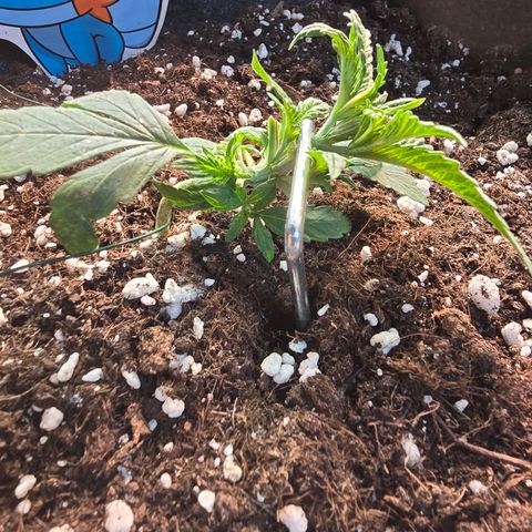 BUBBA KUSH X GELATO growlog timeline photo