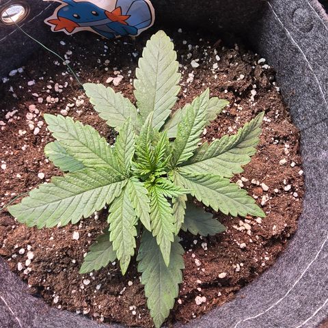 BUBBA KUSH X GELATO growlog photo: Blätter entfernen