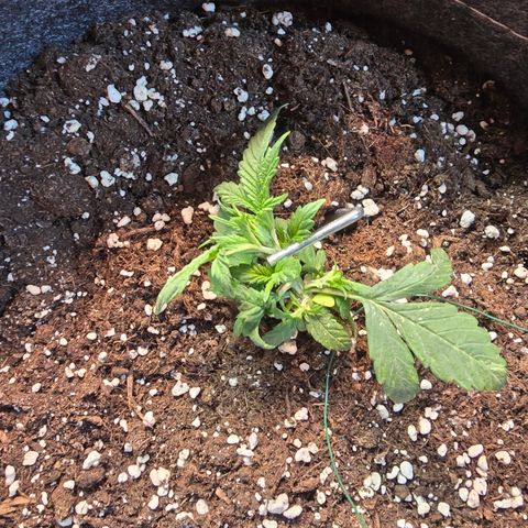BUBBA KUSH X GELATO growlog timeline photo