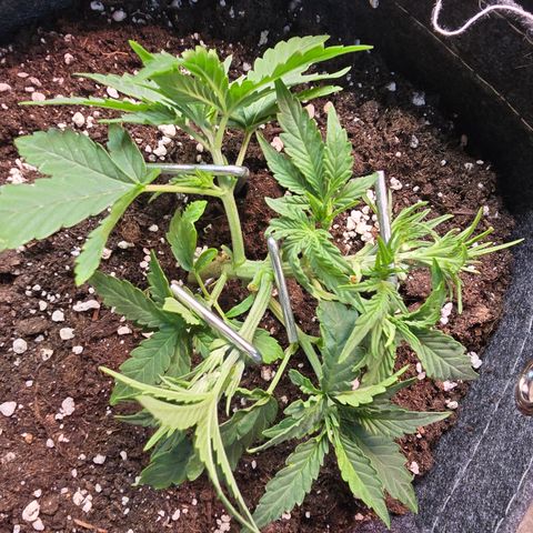 Vanille Gelato growlog photo: Blätter entfernt und nachgebogen