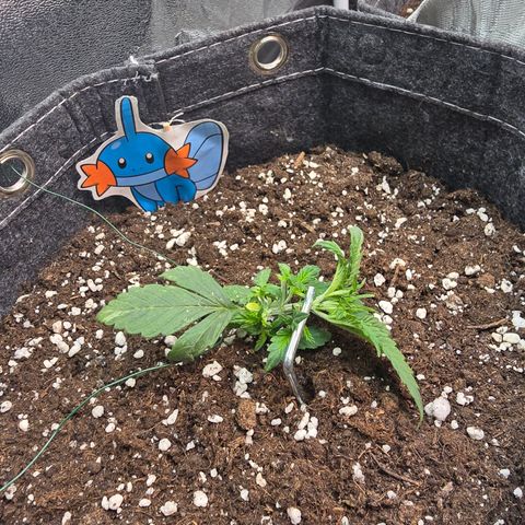 BUBBA KUSH X GELATO growlog timeline photo
