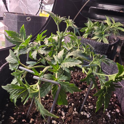 Gorilla growlog photo: Blätter entfernt und nachgebogen