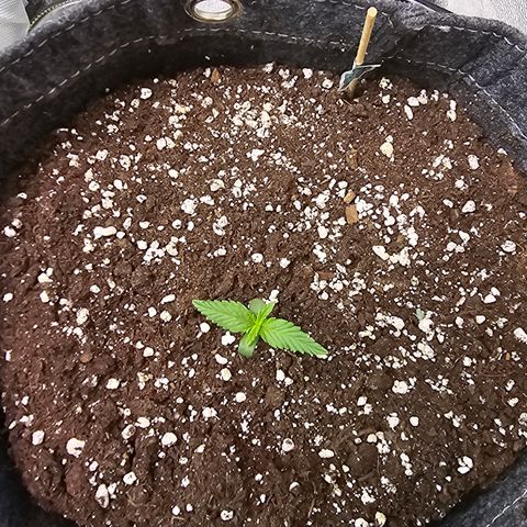 King's Juice X King's Kush Auto growlog timeline photo