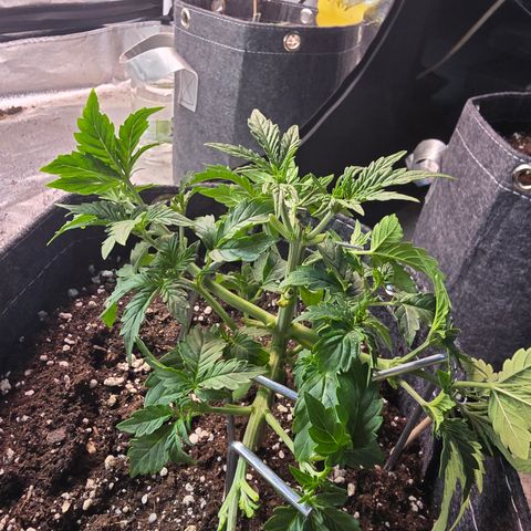 Gorilla growlog photo: Blätter entfernt und nachgebogen