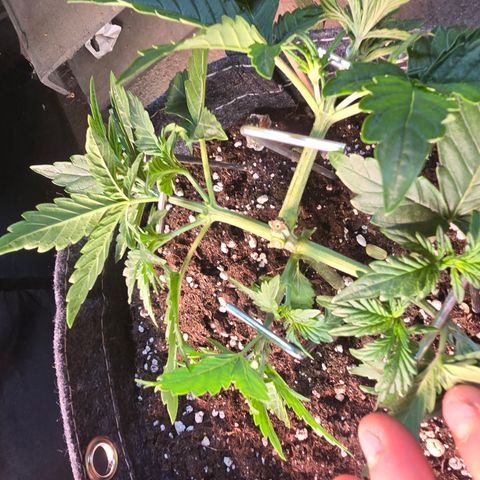 White Widow growlog timeline photo