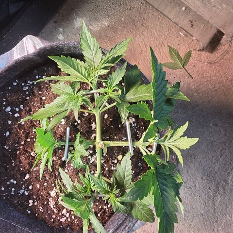 White Widow growlog timeline photo