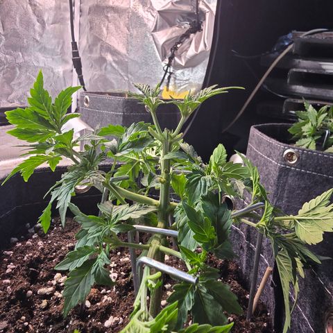 Gorilla growlog photo: Blätter entfernt und nachgebogen