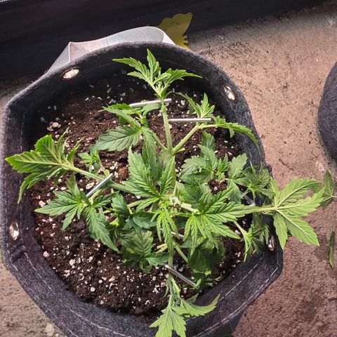Gorilla growlog photo: Blätter entfernt und nachgebogen