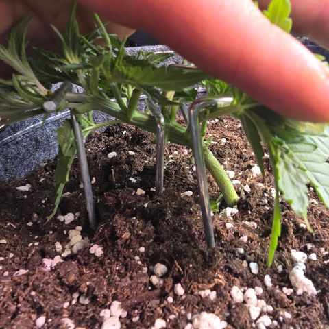 Vanille Gelato growlog photo: Blätter entfernt und nachgebogen